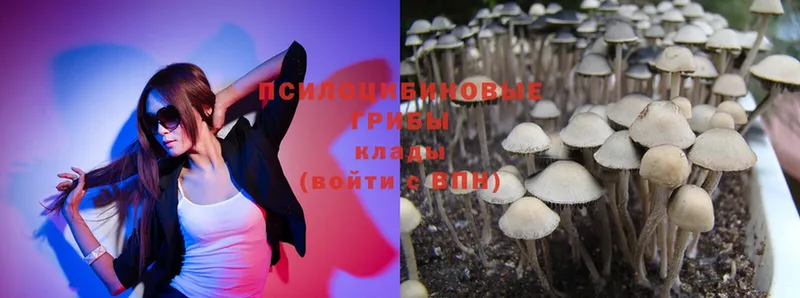 Псилоцибиновые грибы Psilocybe  kraken ССЫЛКА  Аша  наркошоп 